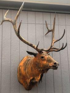 elk-antlers-art-metal67149825